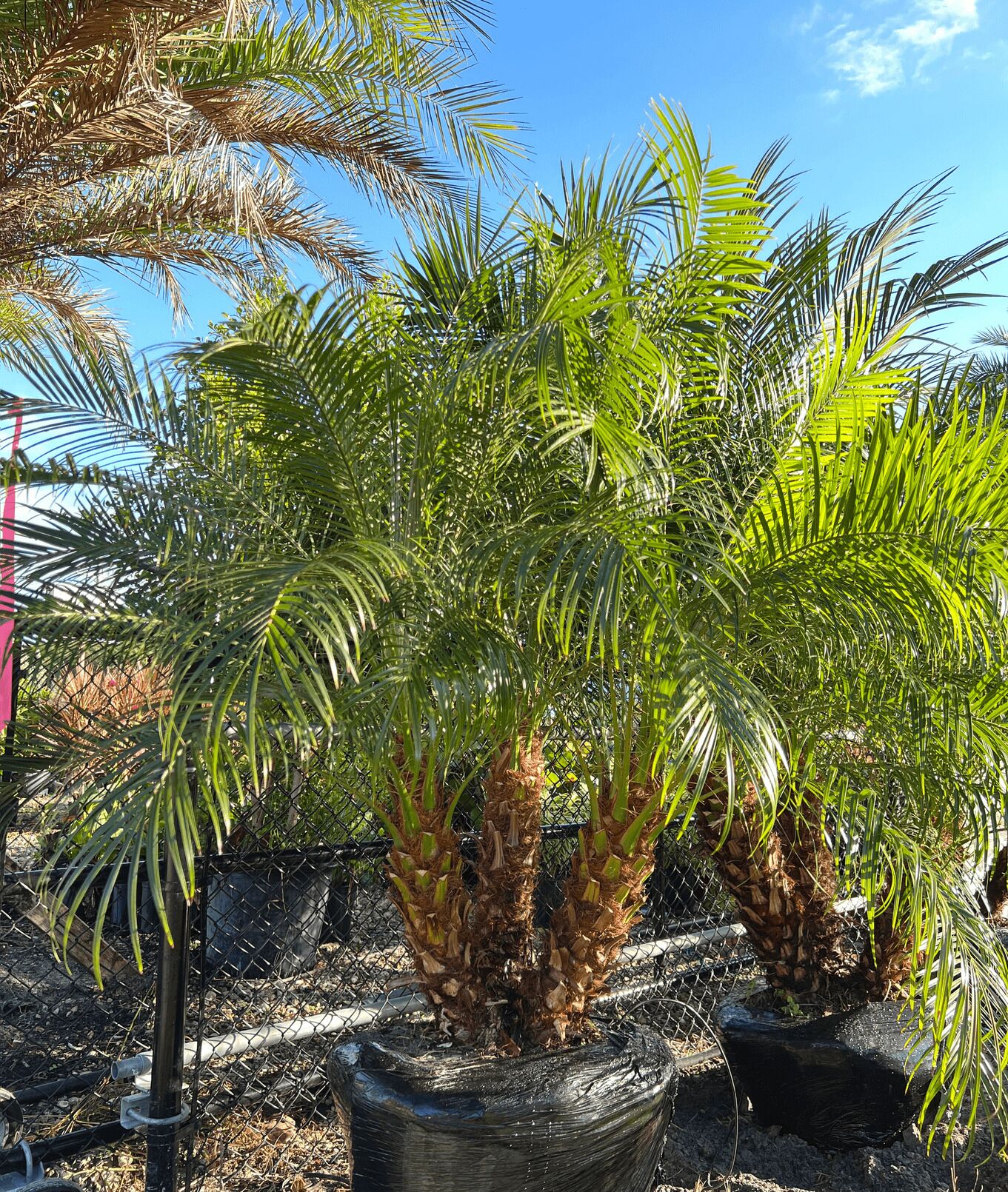 Pygmy Date Palm Trees In Fort Myers Exotic Touch In Small Spaces