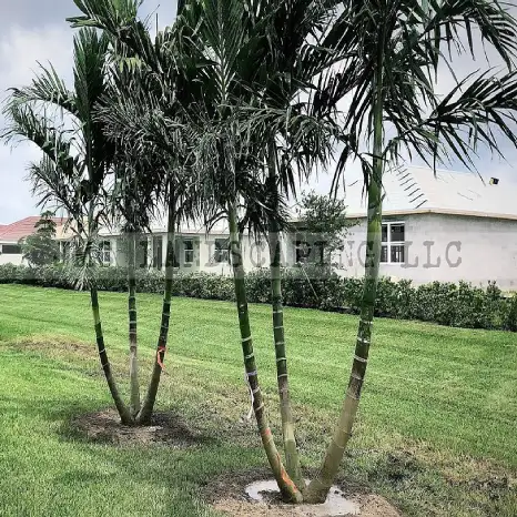 Florida Queen Palms: A Royal Pain or Not? - ArtisTree ArtisTree